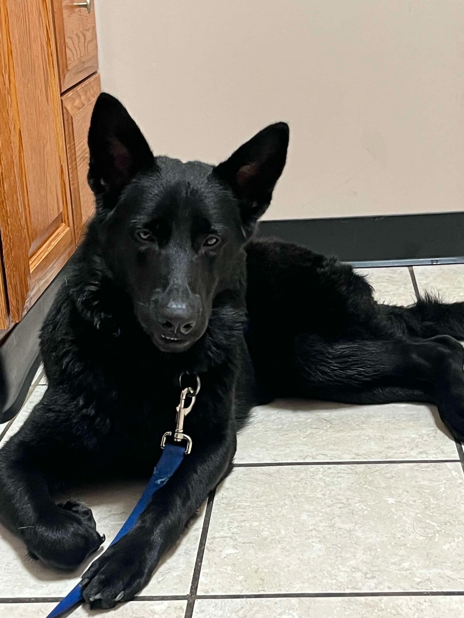 Anja - German Shepherd