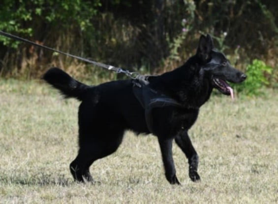 German Shepherd Female