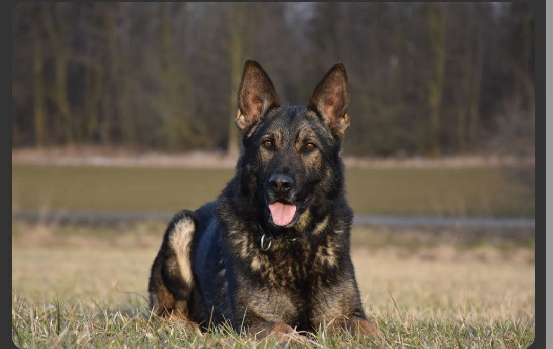 German Shepherd