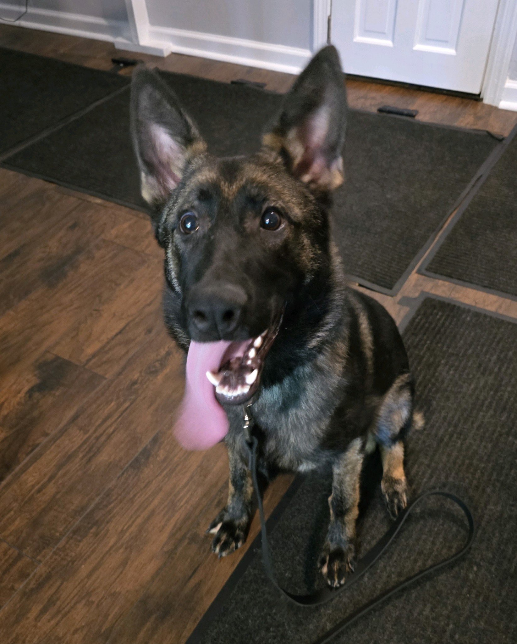 Char - German Shepherd