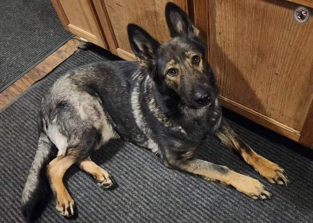 German Shepherd