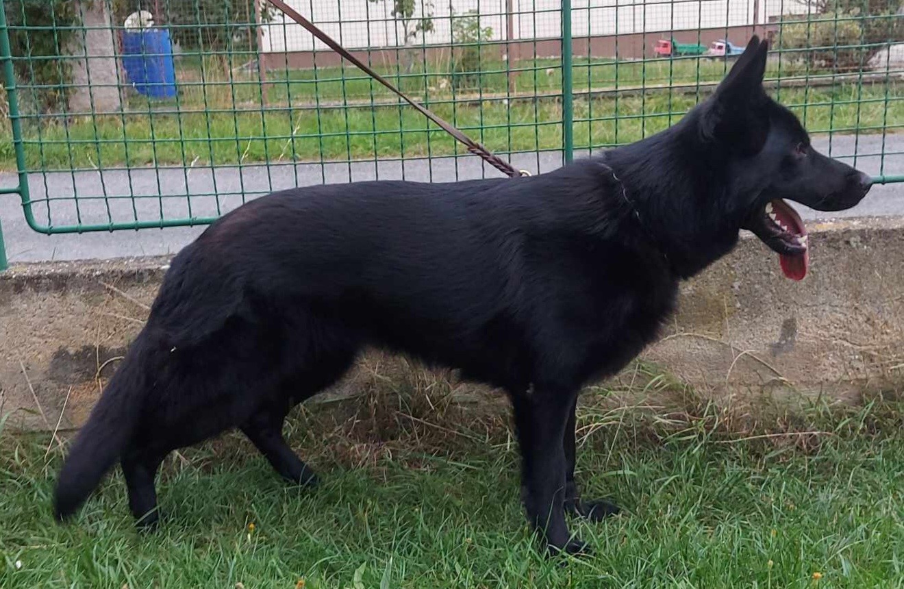 German Shepherd