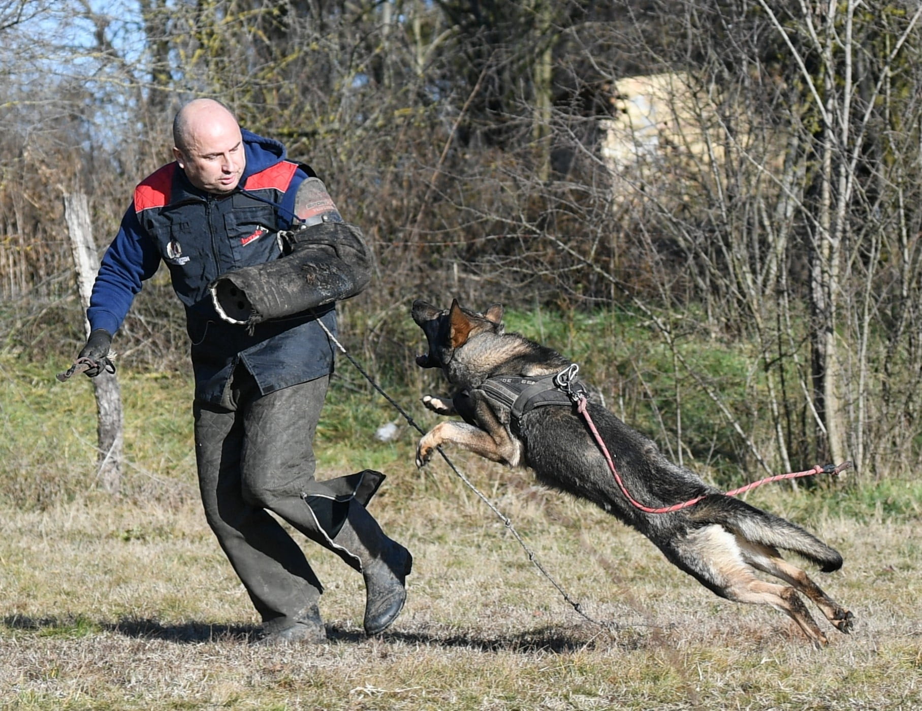 Hella - German Shepherd