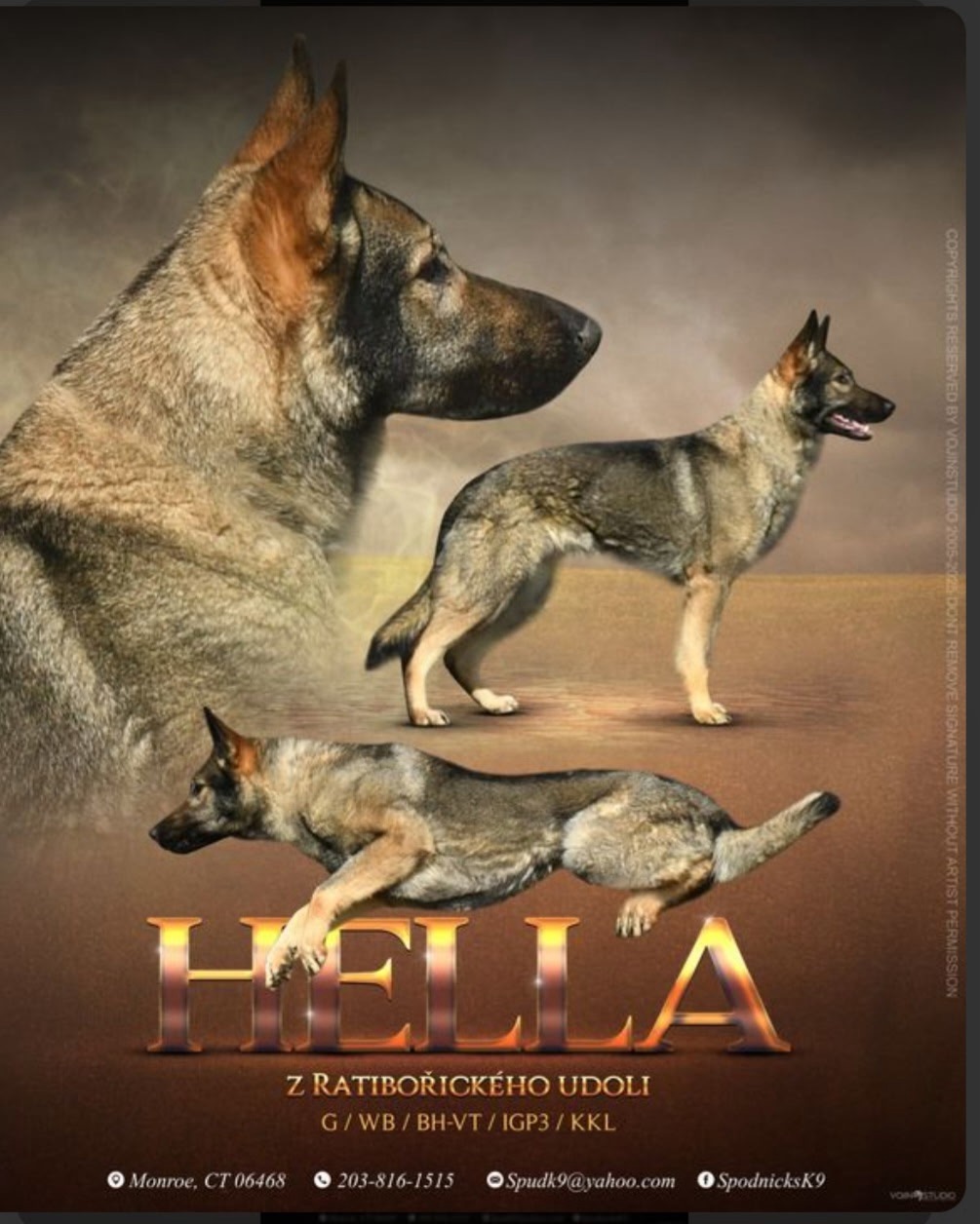 German Shepherd Female