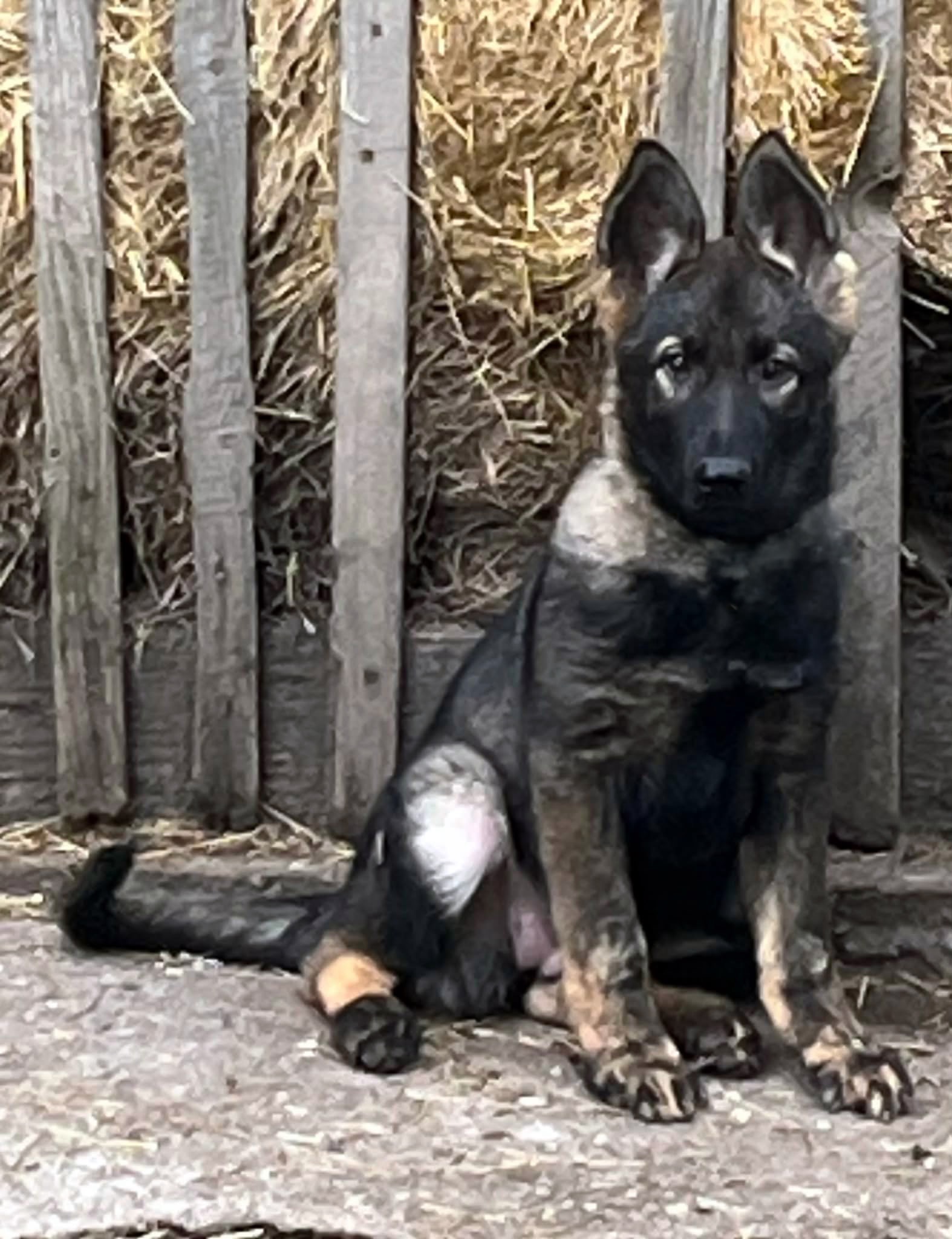 Jarka - German Shepherd