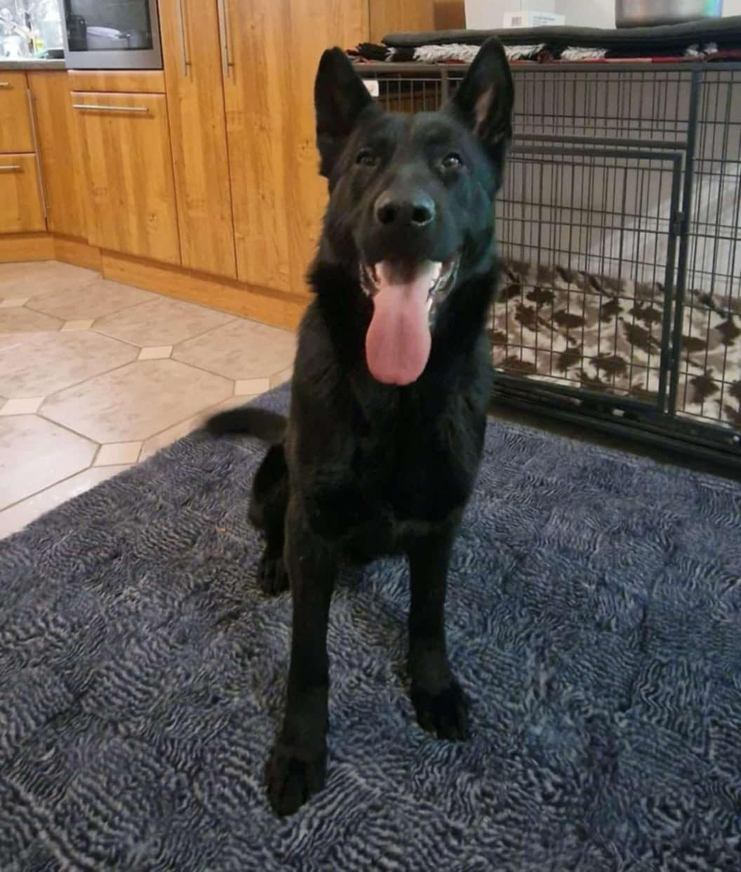 German Shepherd