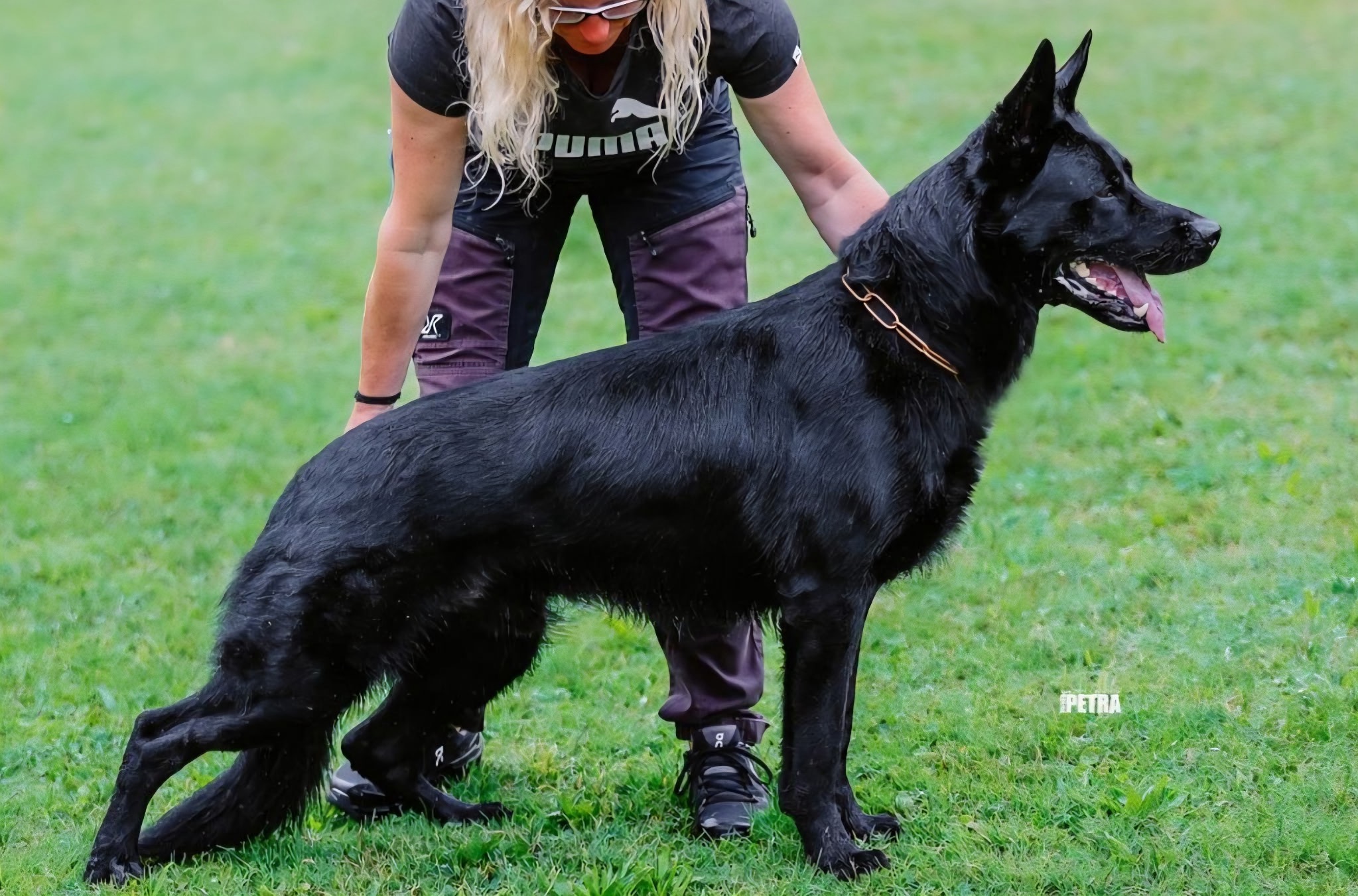 German Shepherd Male