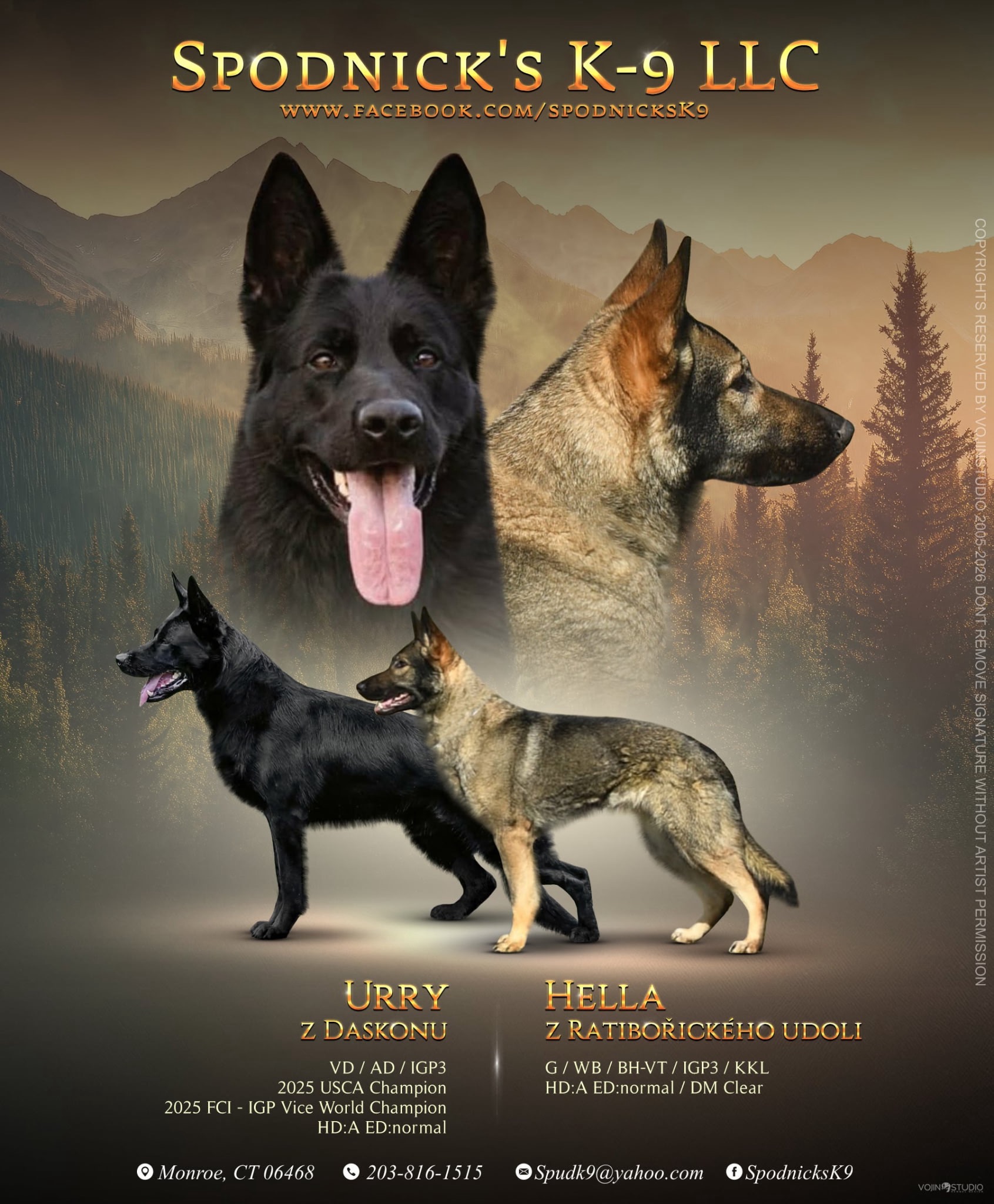 German Shepherds