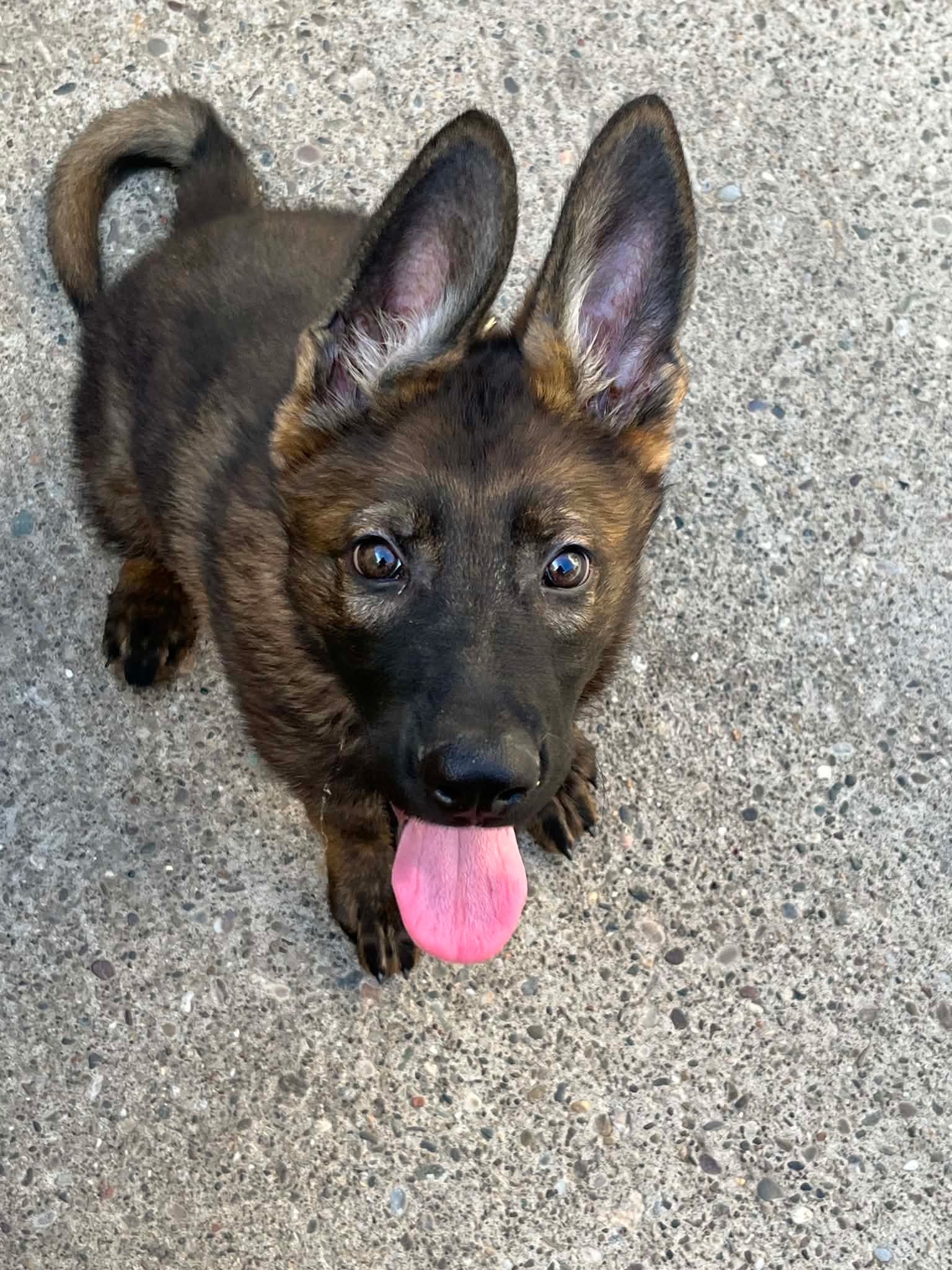 German Shepherd